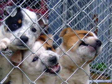 El Seprona aumenta las actuaciones contra el maltrato animal respecto al 2015 El Seprona aumenta las actuaciones contra el maltrato animal respecto al 2015