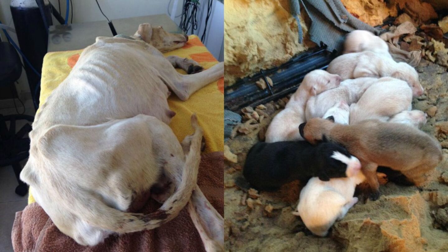 Perrita junto a sus cachorros rescatados