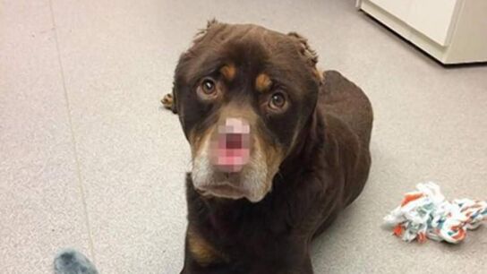 Imagen del perro mutilado en Detroit