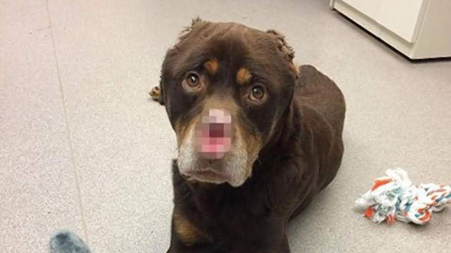 Imagen del perro mutilado en Detroit