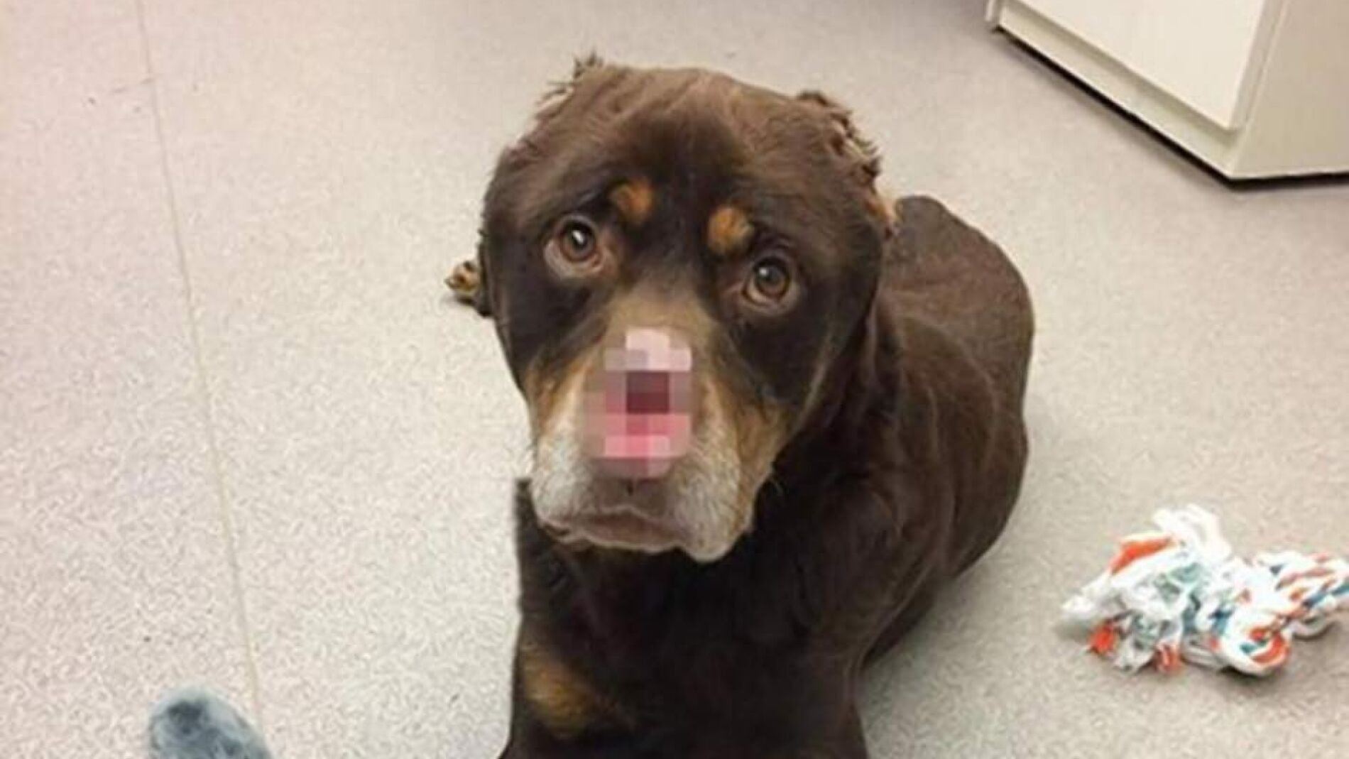 Imagen del perro mutilado en Detroit