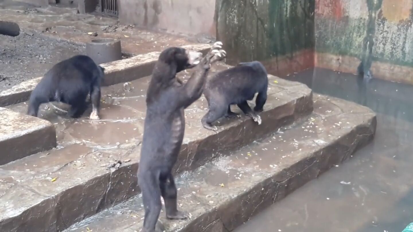 Momento del v&iacute;deo en el que un oso suplica por comida