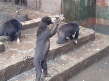 Momento del vídeo en el que un oso suplica por comida Momento del vídeo en el que un oso suplica por comida