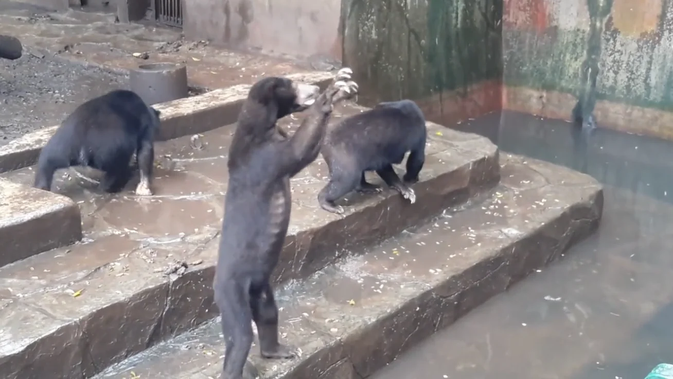 Momento del vídeo en el que un oso suplica por comida