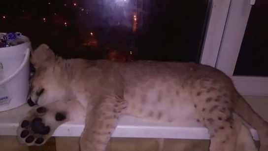 El león que ahora busca un nuevo hogar El león que ahora busca un nuevo hogar