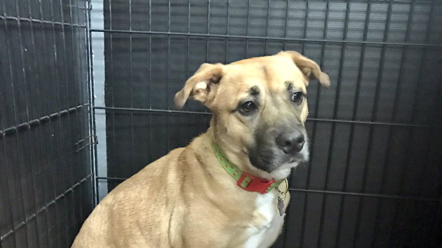 Jack, el perro que salv&oacute; a su familia de un incendio