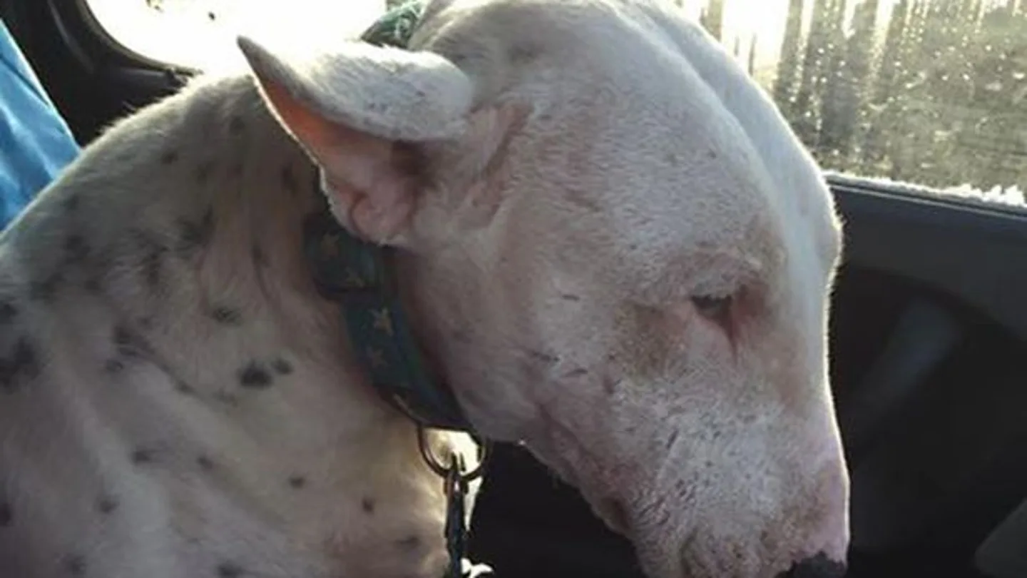 Eric, el perro que vive con 50 restos de metralla en la cabeza Eric, el perro que vive con 50 restos de metralla en la cabeza