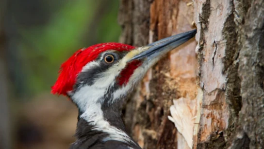 Los pájaros carpinteros muestran signos de posible daño cerebral Los pájaros carpinteros muestran signos de posible daño cerebral