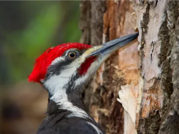 Los pájaros carpinteros muestran signos de posible daño cerebral Los pájaros carpinteros muestran signos de posible daño cerebral
