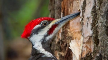 Los pájaros carpinteros muestran signos de posible daño cerebral