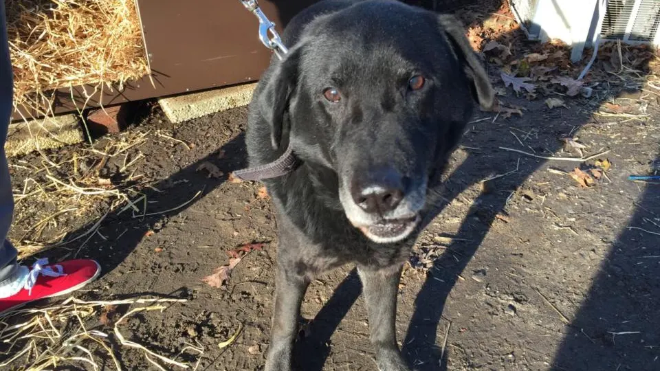 Bear, el perro rescatado