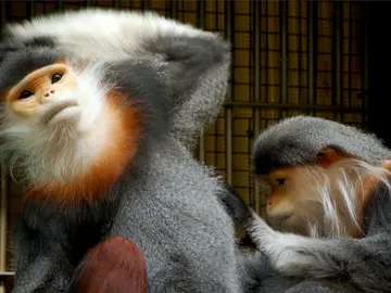 El douc de patas grises, un primate en peligro crítico de extinción El douc de patas grises, un primate en peligro crítico de extinción