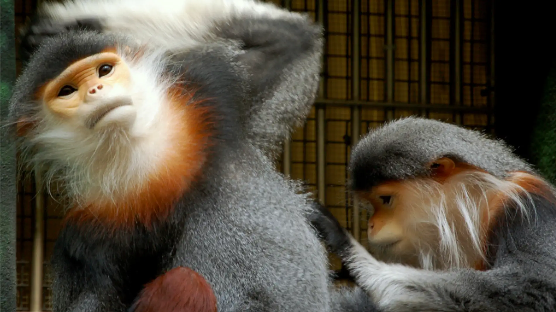 El douc de patas grises, un primate en peligro crítico de extinción 