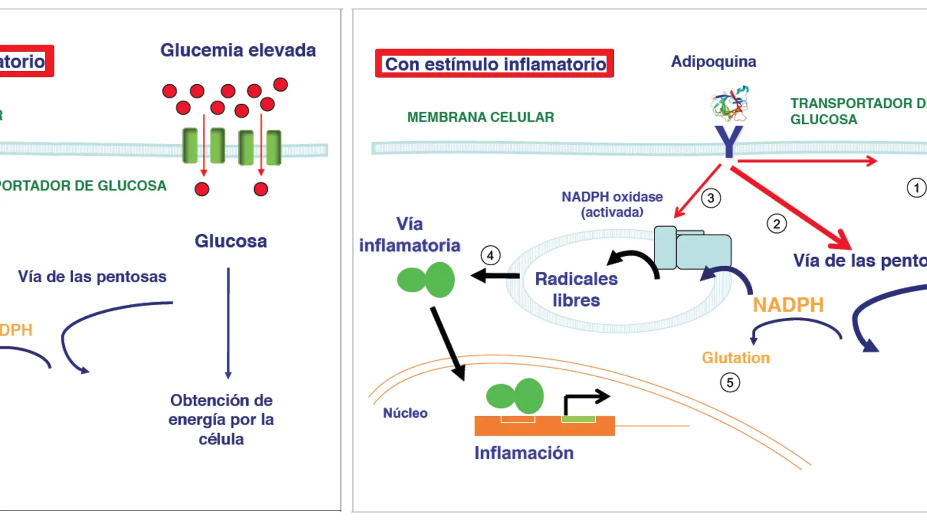 Efecto de la glucemia elevada en la célula vascular inflamada
