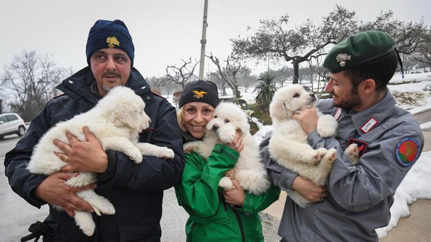 Miembros del equipo de rescate muestran tres cachorros de perro rescatados de entre las ruinas del hotel Rigopiano