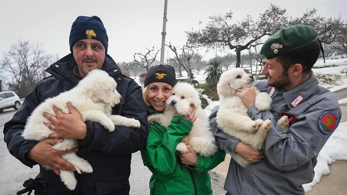 Miembros del equipo de rescate muestran tres cachorros de perro rescatados de entre las ruinas del hotel Rigopiano Miembros del equipo de rescate muestran tres cachorros de perro rescatados de entre las ruinas del hotel Rigopiano