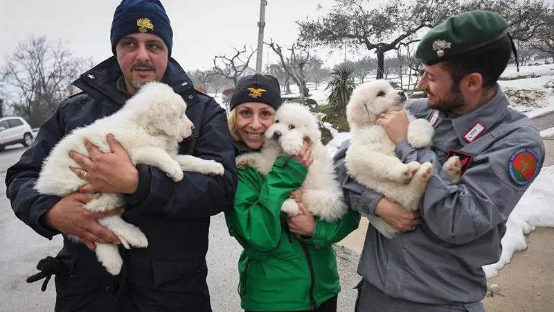 Miembros del equipo de rescate muestran tres cachorros de perro rescatados de entre las ruinas del hotel Rigopiano