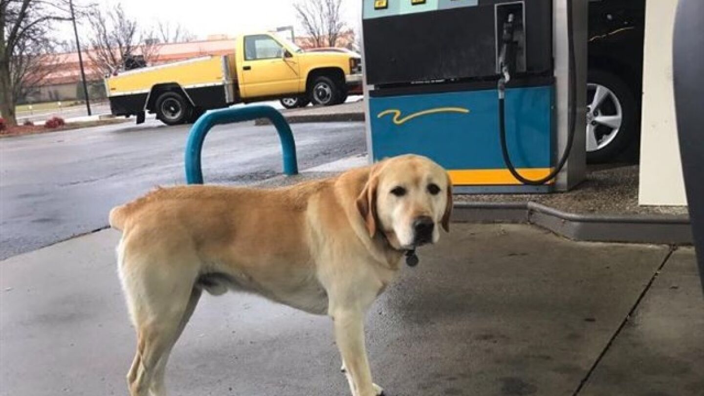 Dew, un perro con esp&iacute;ritu libre