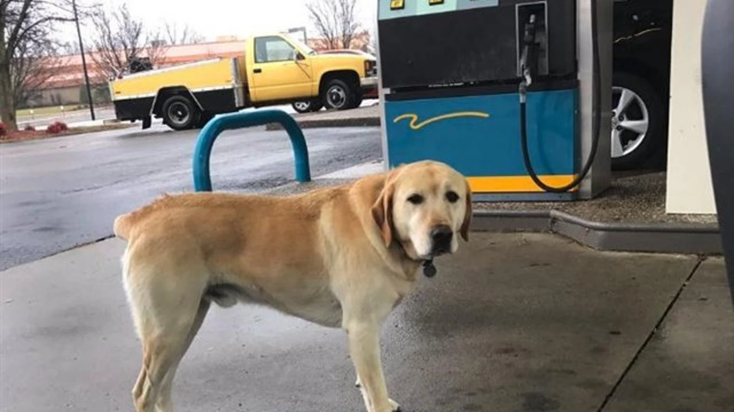 Dew, un perro con espíritu libre Dew, un perro con espíritu libre