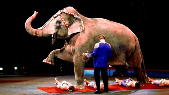 Momento de un espectáculo circense con un elefante Momento de un espectáculo circense con un elefante