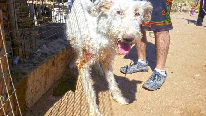 Un perro maltratado por un cazador