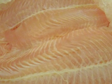 Imagen de archivo de varios filetes de panga Imagen de archivo de varios filetes de panga