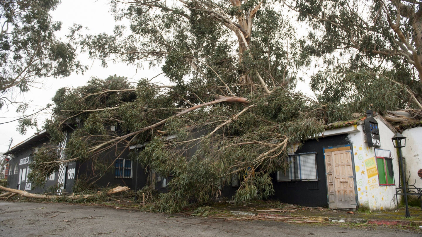 Un &aacute;rbol cae sobre una capilla en Galicia a causa del temporal