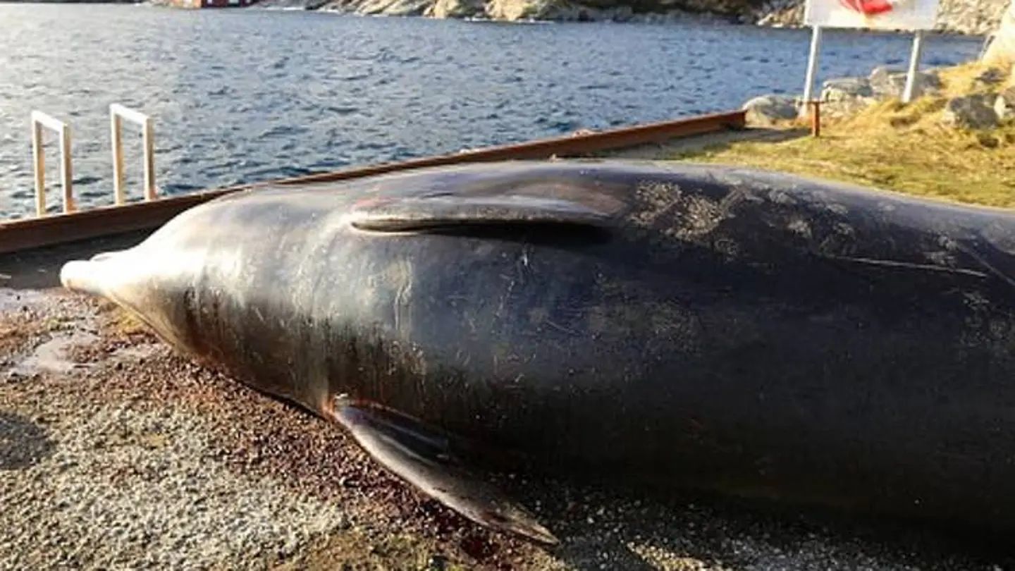 Sacrifican una ballena tras encontrar 30 bolsas en su estómago ocho millones de plásticos acaban cada año en el mar