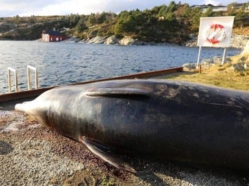 Sacrifican una ballena tras encontrar 30 bolsas en su estómago Sacrifican una ballena tras encontrar 30 bolsas en su estómago