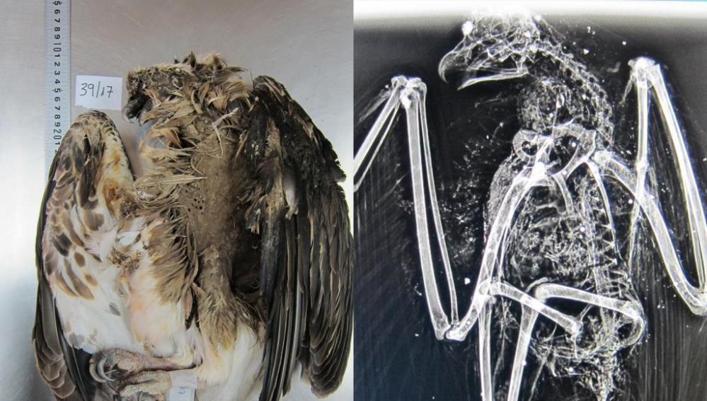 Imágenes facilitadas por el Govern del águila pescadora encontrada cerca del Aeropuerto de Palma