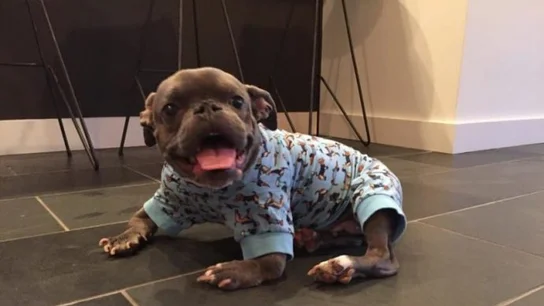 La historia de superación de Sassy Un pitbull con enanismo