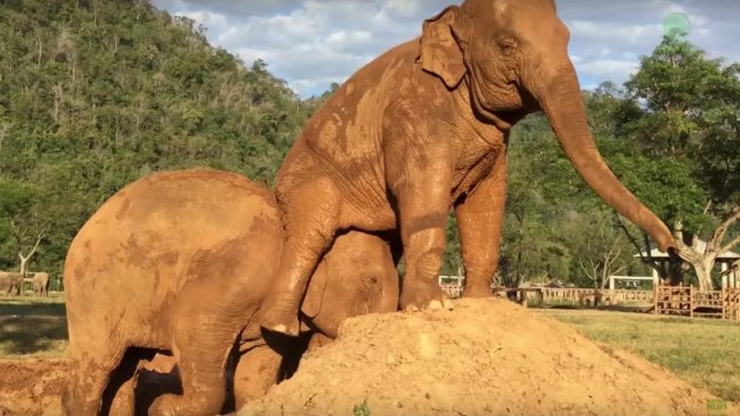 Un elefante se tira un pedo en la cara de su compañero para vengarse El conflicto entre dos elefantes