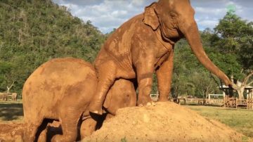 Un elefante se tira un pedo en la cara de su compañero para vengarse