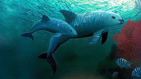 Encuentran seis vaquitas marinas, una especie en peligro de extinción, en el Golfo de California. ENTRE LOS EJEMPLARES HABÍA CRÍAS