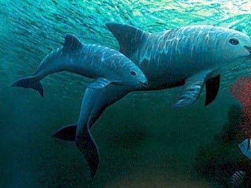 Encuentran seis vaquitas marinas, una especie en peligro de extinción, en el Golfo de California. Encuentran seis vaquitas marinas, una especie en peligro de extinción, en el Golfo de California.