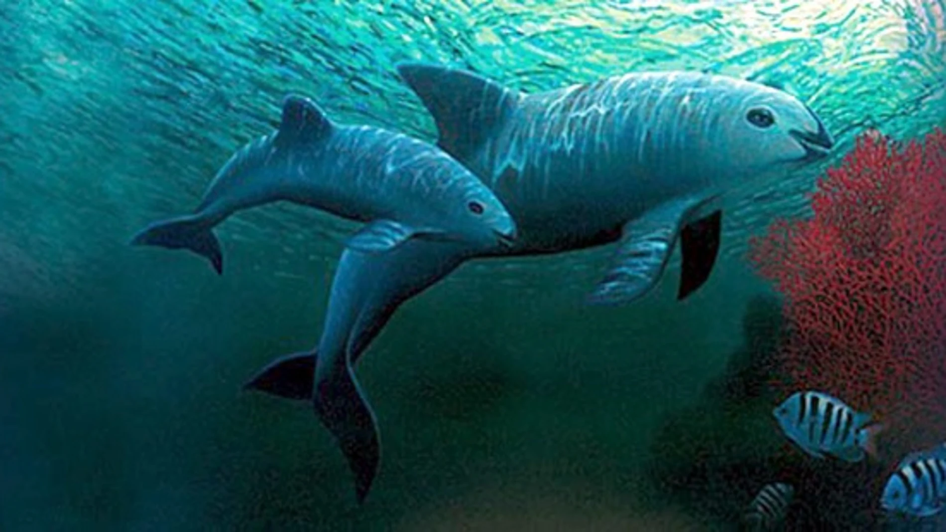 Encuentran seis vaquitas marinas, una especie en peligro de extinción, en el Golfo de California.