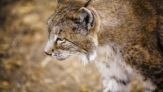 Un lince ibérico en una imagen de archivo Un lince ibérico en una imagen de archivo