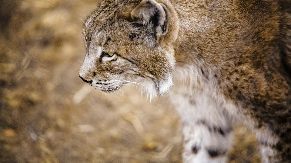Un lince ibérico en una imagen de archivo Un lince ibérico en una imagen de archivo