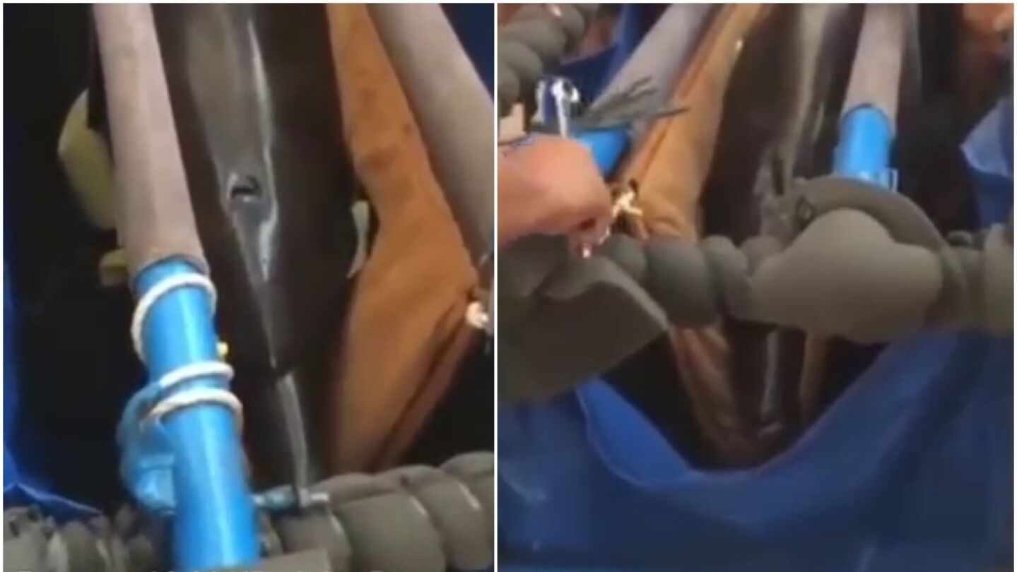 Traslado de delf&iacute;n en avi&oacute;n 