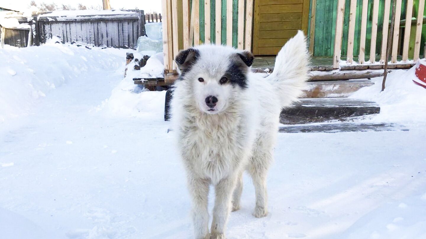 Un perro cuida de un ni&ntilde;o abandonado