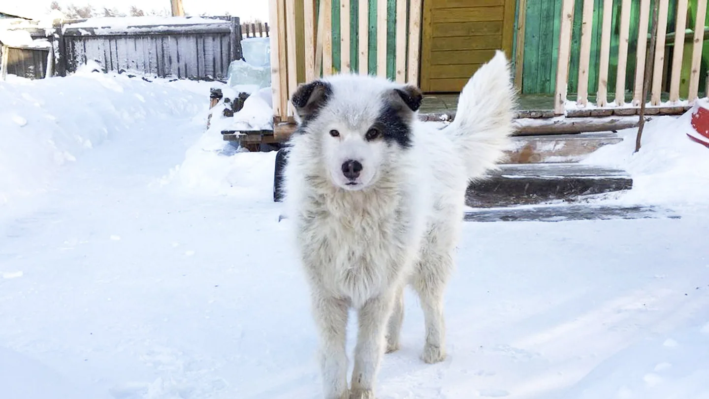 Un perro cuida de un niño abandonado Un perro cuida de un niño abandonado