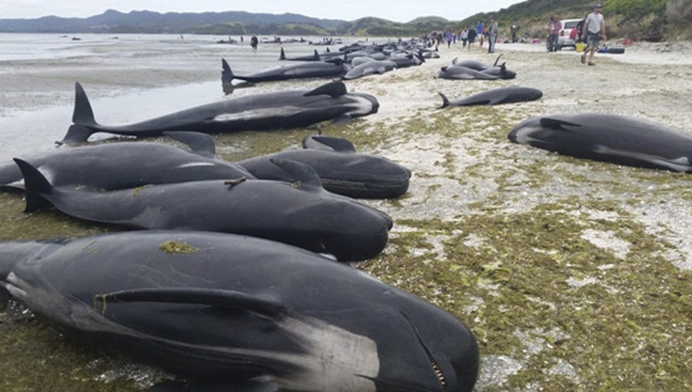 Imagen facilitada por el Departamento de Conservación de Nueva Zelanda (DOC, en sus siglas en inglés) que muestra docenas de ballenas varadas en una playa de Farewell Spit en la Bahía Dorada de Nueva Zelanda