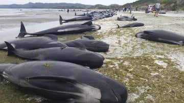 Imagen facilitada por el Departamento de Conservación de Nueva Zelanda (DOC, en sus siglas en inglés) que muestra docenas de ballenas varadas en una playa de Farewell Spit en la Bahía Dorada de Nueva Zelanda