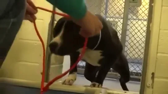 Frame 74.25983 de: El maravilloso momento en el que un perro sale de la perrera tras ser adoptado por una familia Frame 74.25983 de: El maravilloso momento en el que un perro sale de la perrera tras ser adoptado por una familia