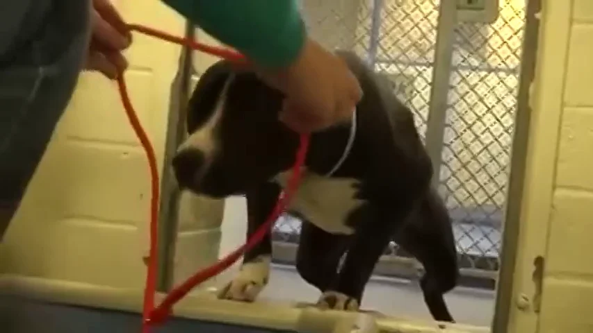 Frame 74.25983 de: El maravilloso momento en el que un perro sale de la perrera tras ser adoptado por una familia