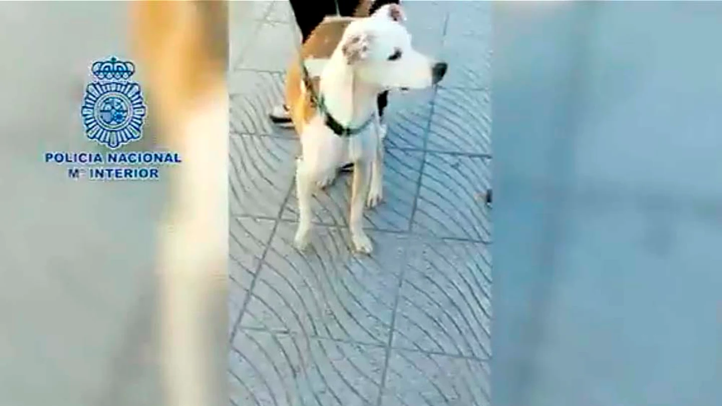 Los dueños tenían a Rex encerrado en un local en pésimas condiciones higiénicas Los dueños tenían a Rex encerrado en un local en pésimas condiciones higiénicas
