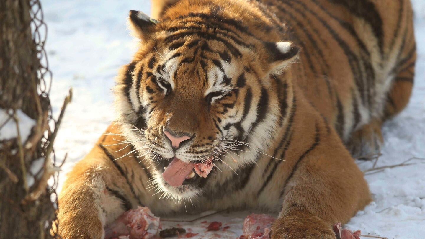 Un tigre siberiano se alimenta de una gallina viva traida por unos turistas en un coche en el Parque de Tigres de Siberia en Harbin, al norte de la provincia Heilongjiang (China)