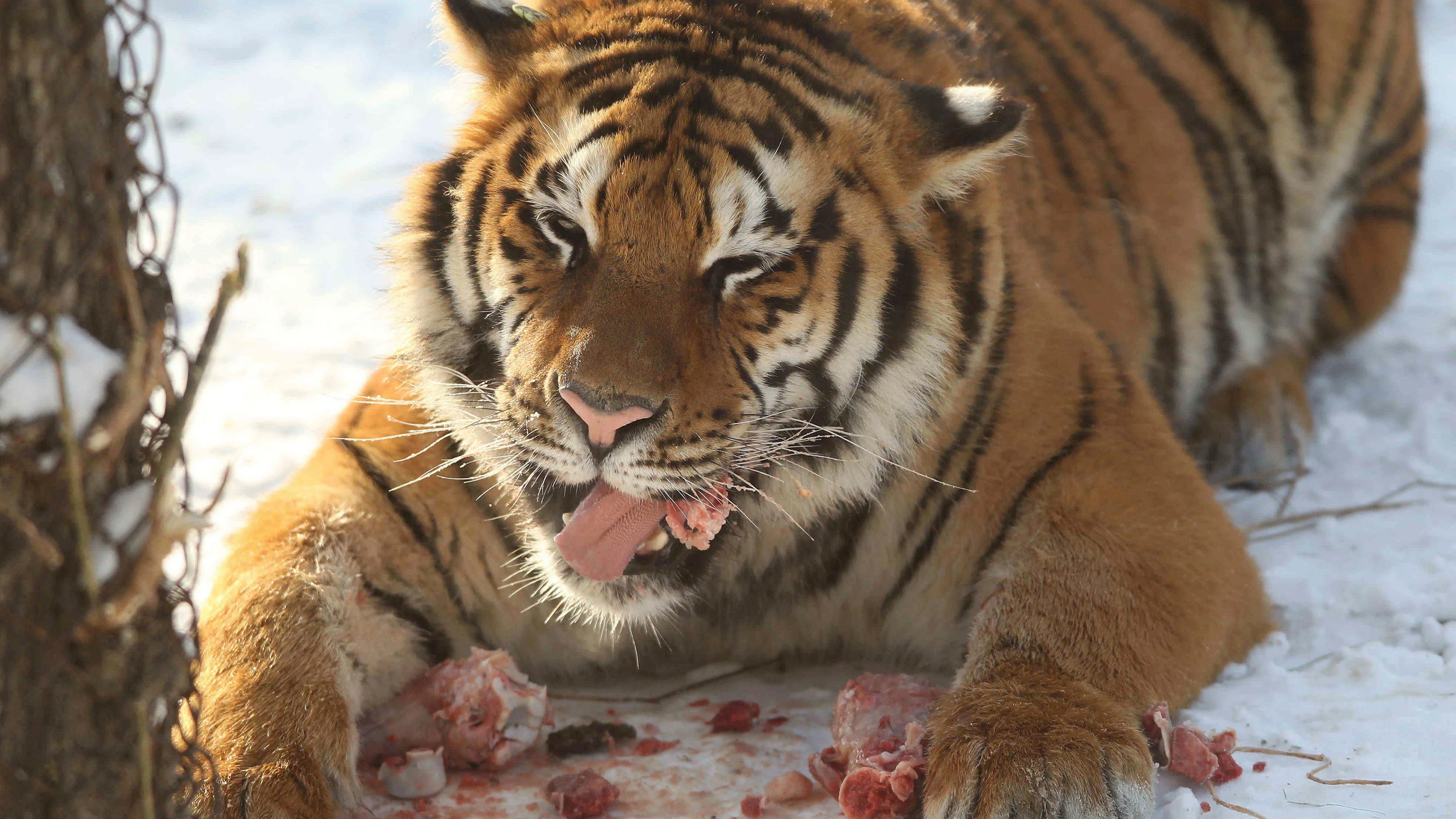 Un tigre siberiano se alimenta de una gallina viva traida por unos turistas en un coche en el Parque de Tigres de Siberia en Harbin, al norte de la provincia Heilongjiang (China)