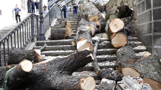 Árbol caído en Bilbao Árbol caído en Bilbao