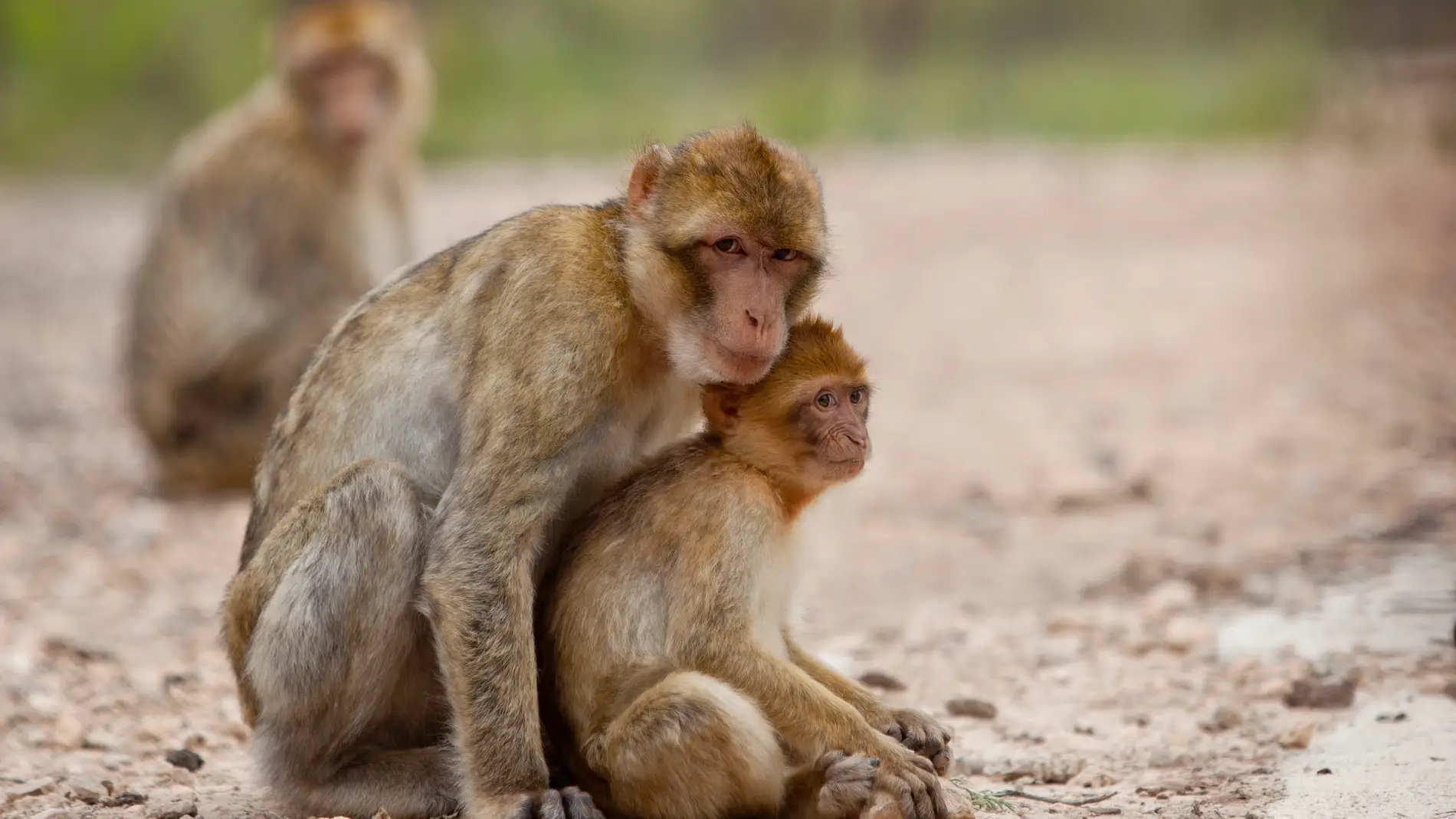 Grupo de macacos. / APP-Primadomus